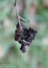 kadeřávka olšová (Houby), Taphrina alni (Fungi)